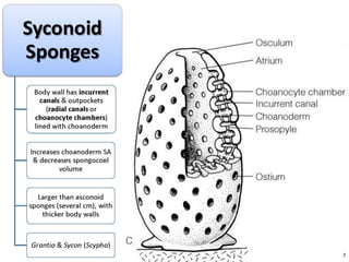   Porifera & placozoa 2012