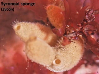   Porifera & placozoa 2012