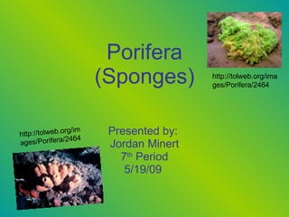 Porifera (Sponges) Presented by:  Jordan Minert 7 th  Period 5/19/09  http://tolweb.org/images/Porifera/2464 http://tolweb.org/images/Porifera/2464 