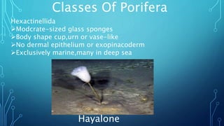 Hexactinellida
Modcrate-sized glass sponges
Body shape cup,urn or vase-like
No dermal epithelium or exopinacoderm
Exclusively marine,many in deep sea
Classes Of Porifera
Hayalone
 