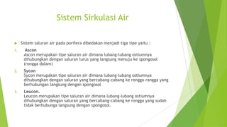 Sistem Sirkulasi Air
 Sistem saluran air pada porifera dibedakan menjadi tiga tipe yaitu :
1. Ascon
Ascon merupakan tipe saluran air dimana lubang-lubang ostiumnya
dihubungkan dengan saluran lurus yang langsung menuju ke spongosol
(rongga dalam)
2. Sycon
Sycon merupakan tipe saluran air dimana lubang-lubang ostiumnya
dihubungkan dengan saluran yang bercabang-cabang ke rongga-rangga yang
berhubungan langsung dengan spongosol
3. Leucon.
Leucon merupakan tipe saluran air dimana lubang-lubang ostiumnya
dihubungkan dengan saluran yang bercabang-cabang ke rongga yang sudah
tidak berhubunga langsung dengan spongosol.
 