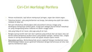 Ciri-Ciri Morfologi Porifera
 Hewan multiseluler, tapi belum mempunyai jaringan, organ dan sistem organ.
 Tubuhnya berpori, ada yang berbentuk vas bunga, bercabang atau pipih dan selalu
melekat di dasar air.
 Pori-pori ditubuhnya dihubungkan oleh salurankecil menuju rongga yang
dindingnya mempunyai rambut getar. Fungsi pori sebagai saluran keluar masuknya
air yang mengandung bahan makanan ke dalam rongga tubuh.
 Ada yang hidup di air tawar, ada juga yang di air laut.
 Rangka luarnya terdiri dari duri-duri (spikula) yang terbuat dari zat kapur atau zat
kersik/silikat berbentuk serabut lentur yang disebut spongin. Setelah mati, rangka
hewan ini sering dimanfaatkan untuk alat gosok ataupun spons mandi.
 Reproduksi porifera, Berkembang biak secara vegetatif dengan membentuk tunas.
Perkembangan biakan secara generatif dilakukan dengan bertemunya sel telur dan
sperma membentuk sigot.
 