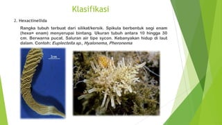 Klasifikasi
2. Hexactinellida
Rangka tubuh terbuat dari silikat/kersik. Spikula berbentuk segi enam
(hexa= enam) menyerupai bintang. Ukuran tubuh antara 10 hingga 30
cm. Berwarna pucat. Saluran air tipe sycon. Kebanyakan hidup di laut
dalam. Contoh: Euplectella sp., Hyalonema, Pheronema
 