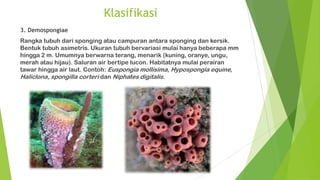 Klasifikasi
3. Demospongiae
Rangka tubuh dari sponging atau campuran antara sponging dan kersik.
Bentuk tubuh asimetris. Ukuran tubuh bervariasi mulai hanya beberapa mm
hingga 2 m. Umumnya berwarna terang, menarik (kuning, oranye, ungu,
merah atau hijau). Saluran air bertipe lucon. Habitatnya mulai perairan
tawar hingga air laut. Contoh: Euspongia mollisima, Hypospongia equine,
Haliclona, spongilla corteri dan Niphates digitalis.
 