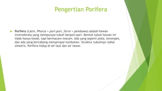 Pengertian Porifera
 Porifera (Latin, Phorus = pori-pori, ferre = pembawa) adalah hewan
invertebrata yang mempunyai tubuh berpori-pori. Bentuk tubuh hewan ini
tidak hanya kotak, tapi bermacam macam. Ada yang seperti piala, terompet,
dan ada yang bercabang menyerupai tumbuhan. Struktur tubuhnya radial
simetris. Porifera hidup di air laut dan air tawar.
 