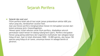 Sejarah Porifera
 Sejarah dan asal usul
Filum porifera telah ada di laut sejak jaman prokambium sekitar 600 juta
tahun yang lalu, berdasarkan cacatan fosil.
Asal usul hewan porifera mengisyaratkan hewan ini merupakan turunan dari
koloni protozoa jenis 'choanoflagellata'.
'Hewan spons' itulah sebutan untuk filum porifera, disebabkan seluruh
permukaan tubuh hewan ini lobang-lubang kecil (pori). Porifera merupakan
hewan yang paling sederhana dari organisme multiseluler dan sebagian besar
hidup di laut. Saat ini telah ditemukan 5000 - 10.000 species, dan hanya 150
species yang hidup di air tawar, umumnya hewan ini sebagai bentik di
perairan.
 