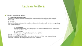 Lapisan Porifera
 Porifera memiliki tiga lapisan
1. Epidermis (lapisan terluar)
Lapisan terluar dari porifera dan tersusun oleh sel sel epitelium pipih yang disebut
Pinakosit
2. Mesoglea
Lapisan pembatas antara epidermis dan endodermis. Mesoglea pada Porifera mengandung
dua macam sel yaitu:
A. Sel Ameboid
Sel ameboid berfungsi untuk mengangkut zat makanan dan zat-zat sisa metablisme
dari sel satu ke sel lain
B. Sel Sklerobas
Sel Sklerobas berfungsi sebagai pembentuk spikula
3.Endodermis (lapisan dalam)
Endodermis adalah lapisan dalam yang terdiri dari sel-sel leher atau koanosit yang
memiliki flagel dan berfungsi sebagai pencerna makanan
 