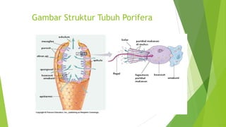 Gambar Struktur Tubuh Porifera
 