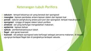Keterangan tubuh Porifera
 oskulum : tempat keluarnya air yang berasal dari spongosol
 mesoglea : lapisan pembatas antara lapisan dalam dan lapisan luar
 porosit : saluran penghubung antara pori-pori dan spongosol. tempat masuknya air.
 spongosol : rongga di bagian dalam tubuh porifera
 ameboid : sel yang berfungsi mengedarkan makanan.
 epidermis : lapisan terluar
 spikula : pembentuk/penyusun tubuh
 flagel : alat gerak koanosit
 koanosit : sel pelapis spongosol seta berfungsi sebagai pencerna makanan. di bagian
ujungnya terdapat flagel dan di pangkalnya terdapat vakuola.
 
