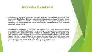 Reproduksi Aseksual
 Reproduksi secara aseksual terjadi dengan pembentukan tunas dan
gemmule. Dilakukan dengan membentuk tunas pada tubuh induk., lama-
kelamaan akan terbentuk koloni porifera. Fragmen-fragmen kecil
melepaskan diri dari spons induk, menempel pada substrat, dan tumbuh
menjadi spons baru.
Reproduksi aseksual porifera air tawar bisa juga dilakukan untuk
mengatasi kondisi lingkungan yang kering dengan pembentukan gemule
( butir benih / tunas internal), yaitu sel amebosit yang dibungkjus oleh
tiga lapisan kuat. Gemmule dihasilkan menjelang musim dingin di dalam
tubuh Porifera yang hidup di air tawar.Gemule akan terlihat pada saat
induk hancur. Jika kondisi lingkungan membaik kemabali, maka lapisan
pelindung pecah dan kehidupan dilangsungkan kembali.
 