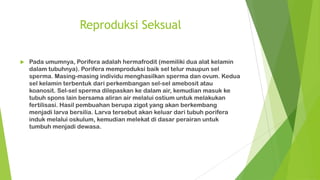 Reproduksi Seksual
 Pada umumnya, Porifera adalah hermafrodit (memiliki dua alat kelamin
dalam tubuhnya). Porifera memproduksi baik sel telur maupun sel
sperma. Masing-masing individu menghasilkan sperma dan ovum. Kedua
sel kelamin terbentuk dari perkembangan sel-sel amebosit atau
koanosit. Sel-sel sperma dilepaskan ke dalam air, kemudian masuk ke
tubuh spons lain bersama aliran air melalui ostium untuk melakukan
fertilisasi. Hasil pembuahan berupa zigot yang akan berkembang
menjadi larva bersilia. Larva tersebut akan keluar dari tubuh porifera
induk melalui oskulum, kemudian melekat di dasar perairan untuk
tumbuh menjadi dewasa.
 
