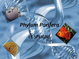 Phylum Porifera LE SPUGNE 