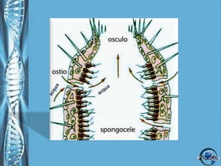  Presentano un lungo flagello circondato da un “collare” di microvilli         Funzioni:Il movimento del flagello crea corrente d’acqua che entra dai pori inalanti, attraversa la cavitàgastrica (spongocele) ed esce dall'osculo.Il movimento dell'acqua creato dai coanociti apporta: ossigeno, assicurando così lo scambio dei gas respiratori  piccoli organismi , materiale organico che trattenuti e digeriti dagli stessi coanociti  sono trasportati nei diversi distretti della cellula dagli amebociti.