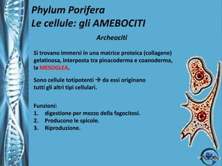 Phylum PoriferaLe cellule: i PINACOCITIOccupano la superficieesternadellaspugnaFunzioni:RivestimentoAlcunepossonoregolareilflussod’acqua per la presenzadifibrecontrattili (apertura/chiusuradeipori).