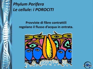 Phylum PoriferaLe cellule: gli AMEBOCITIArcheocitiSi trovano immersi in una matrice proteica (collagene) gelatinosa, interposta tra pinacoderma e coanoderma,   la MESOGLEA.Sono cellule totipotenti da essi originano tutti gli altri tipi cellulari.Funzioni:  digestione per mezzo della fagocitosi.Producono le spicole.Riproduzione.