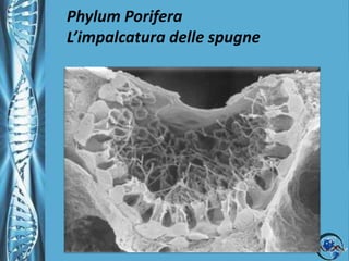 Phylum PoriferaLe cellule: i POROCITIProvviste di fibre contrattili regolano il flusso d’acqua in entrata.