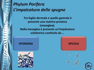 Phylum PoriferaL’impalcatura delle spugne