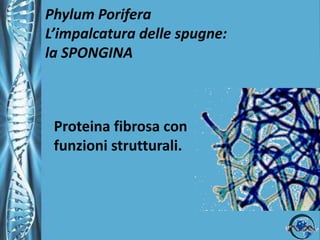 Phylum PoriferaL’impalcatura delle spugneTra foglio dermale e quello gastrale è presente una matrice proteica (mesoglea).Nella mesoglea è presente un'impalcatura scheletrica costituita da … SPONGINASPICOLE