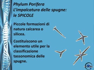 Phylum PoriferaL’impalcatura delle spugne:                  la SPONGINAProteina fibrosa con funzioni strutturali.