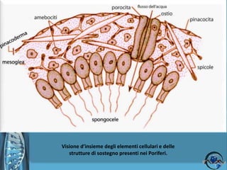 Phylum PoriferaL’impalcatura delle spugne:                  le SPICOLEPiccole formazioni di natura calcarea o silicea.Costituiscono un elemento utile per la classificazione tassonomica delle spugne.