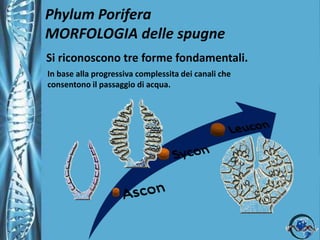 Visione d’insieme degli elementi cellulari e delle strutture di sostegno presenti nei Poriferi.