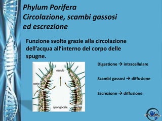 Phylum PoriferaAlimentazione e digestioneLe spugne sono prive di sistema digerente.Si nutrono di particelle organiche e microrganismi.La particelle alimentari sono assunte dai coanociti.Dai coanociti i nutrienti sono trasferiti agli amebociti dove si completa la digestione.