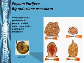 Phylum PoriferaLa riproduzione