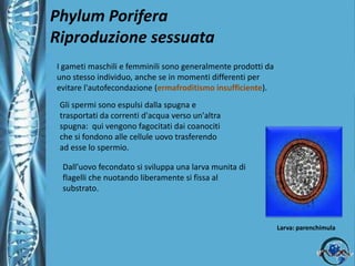 Phylum PoriferaRiproduzione asessuataAvviene mediante produzione di gemme capaci di sopravvivere anche a condizioni sfavorevoli.gemmula