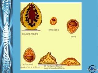 Phylum PoriferaRiproduzione sessuataI gameti maschili e femminili sono generalmente prodotti da uno stesso individuo, anche se in momenti differenti per evitare l'autofecondazione (ermafroditismo insufficiente).Gli spermi sono espulsi dalla spugna e trasportati da correnti d'acqua verso un'altra spugna:  qui vengono fagocitati dai coanociti che si fondono alle cellule uovo trasferendo ad esse lo spermio. Dall’uovo fecondato si sviluppa una larva munita di flagelli che nuotando liberamente si fissa al substrato.Larva: parenchimula