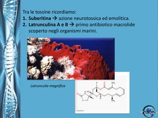 Phylum PoriferaEcologiaSono comuni nei mari costieri, molte specie tropicali prosperano sulle scogliere coralline (~5000 species) . Esistono  specie di acqua dolce ( ~150).