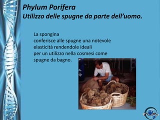 Forniscono  l’habitat per un’ampia varietà di altri  organismi animali.