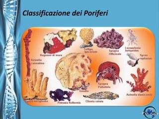    Hanno pochi predatori in quanto possono produrre tossine.