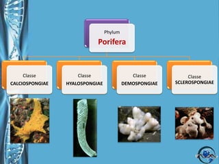Frequenti le simbiosi fra alghe unicellulari e spugne.Tra le tossine ricordiamo:Suberitina azione neurotossica ed emolitica.Latrunculina A e B  primo antibiotico macrolide scoperto negli organismi marini.