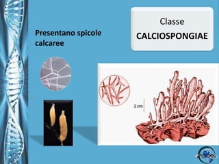 Tra le tossine ricordiamo:Suberitina azione neurotossica ed emolitica.Latrunculina A e B  primo antibiotico macrolide scoperto negli organismi marini.Latrunculia magnifica