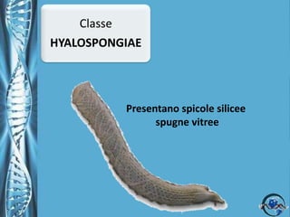 Phylum PoriferaUtilizzo delle spugne da parte dell’uomo.La spongina conferisce alle spugne una notevole elasticità rendendole ideali per un utilizzo nella cosmesi come spugne da bagno.