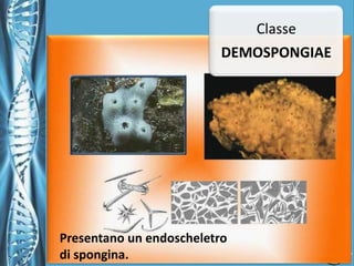 Classificazione dei Poriferi