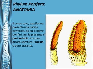 Phylum Porifera: ANATOMIAIl corpo cavo, sacciforme, presenta una parete perforata, da qui il nome poriferi, per la presenza di pori inalanti  e di una grossa apertura, l’osculo o poro esalante.