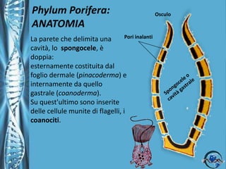 Phylum Porifera: ANATOMIAOsculoPori inalantiLa parete che delimita una cavità, lo spongocele, è doppia: esternamente costituita dal foglio dermale (pinacoderma) e internamente da quello gastrale (coanoderma). Su quest'ultimo sono inserite delle cellule munite di flagelli, i coanociti.Spongocele o cavità gastrale