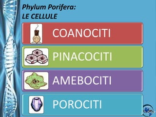 Phylum Porifera: LE CELLULE