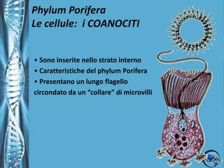 Phylum PoriferaLe cellule: iCOANOCITISono inserite nello strato interno 