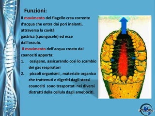  Caratteristiche del phylum Porifera