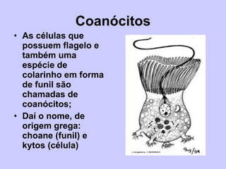 Coanócitos As células que possuem flagelo e também uma espécie de colarinho em forma de funil são chamadas de coanócitos; Daí o nome, de origem grega: choane (funil) e kytos (célula) 