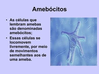 Amebócitos As células que lembram amebas são denominadas amebócitos; Essas células se locomovem livremente, por meio de movimentos semelhantes aos de uma ameba. 