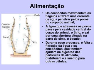 Alimentação Os coanócitos movimentam os flagelos e fazem uma corrente de água penetrar pelos poros no corpo do animal; A água que atravessa os poros passa pela cavidade central do corpo do animal, o átrio, e sai por uma abertura situada na parte de cima, o ósculo; Durante esse processo, é feita a filtração da água e os amebócitos, que também ajudam na digestão das partículas de alimento, distribuem o alimento para outras células. 