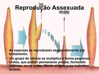 Reprodução Assexuada As esponjas se reproduzem assexuadamente por brotamento; Um grupo de células se multiplica e forma pequenos brotos, que podem permanecer presos, formando colônias, ou se soltar, dando origem a um indivíduo isolado. 