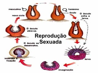 Reprodução Sexuada 