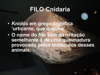 FILO Cnidaria Knidós  em grego significa ‘urticante, que queima’ O nome do filo vem da irritação semelhante à de uma queimadura provocada pelos tentáculos desses animais. 