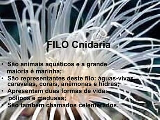 FILO Cnidaria São animais aquáticos e a grande  maioria é marinha; São representantes deste filo: águas-vivas, caravelas, corais, anêmonas e hidras; Apresentam duas formas de vida:  pólipos e medusas; São também chamados celenterados. 