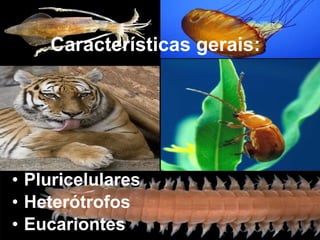 Características gerais: Pluricelulares Heterótrofos Eucariontes 