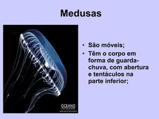 Medusas São móveis; Têm o corpo em forma de guarda-chuva, com abertura e tentáculos na parte inferior; 
